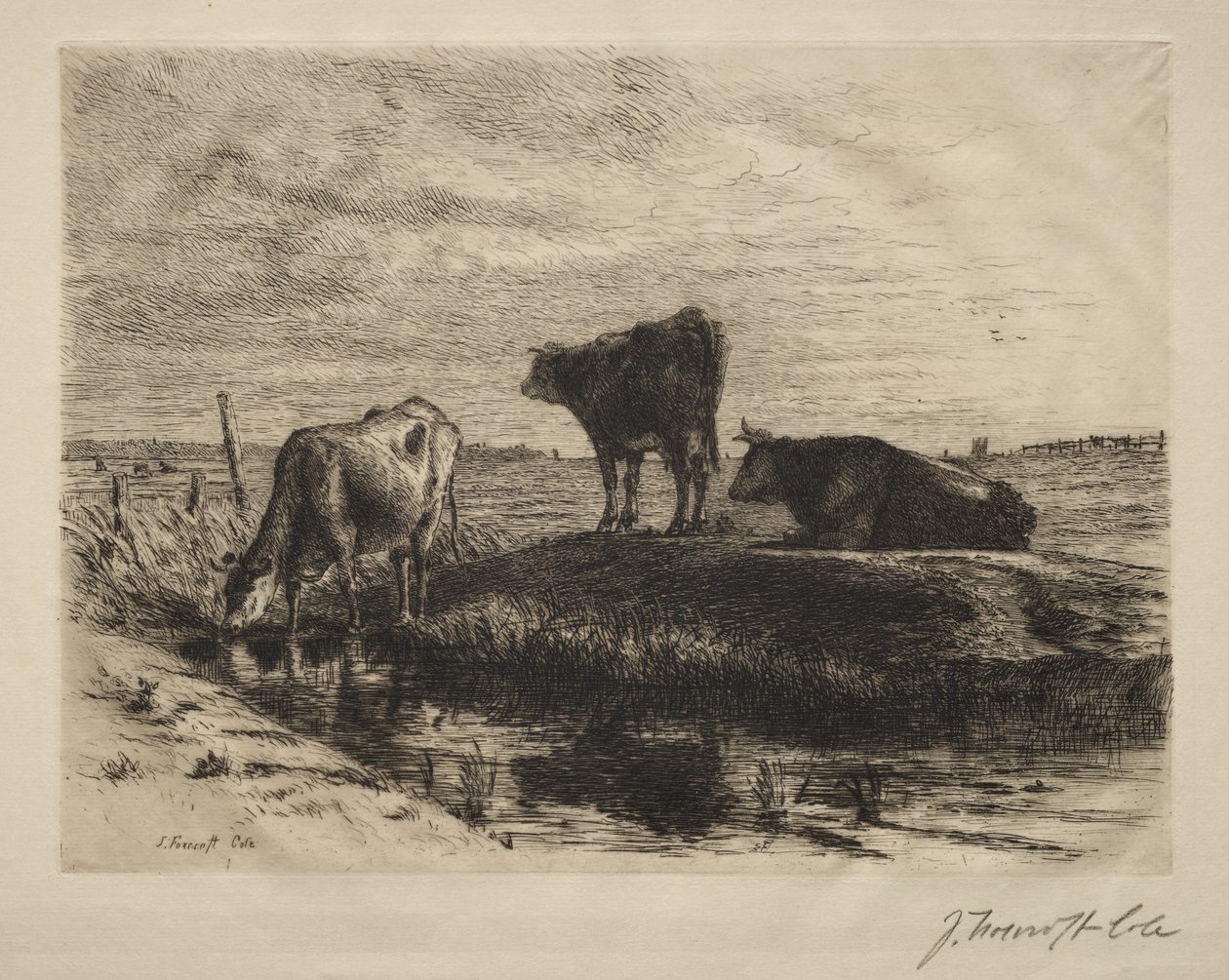 Üç İnek. by Joseph Foxcroft Cole