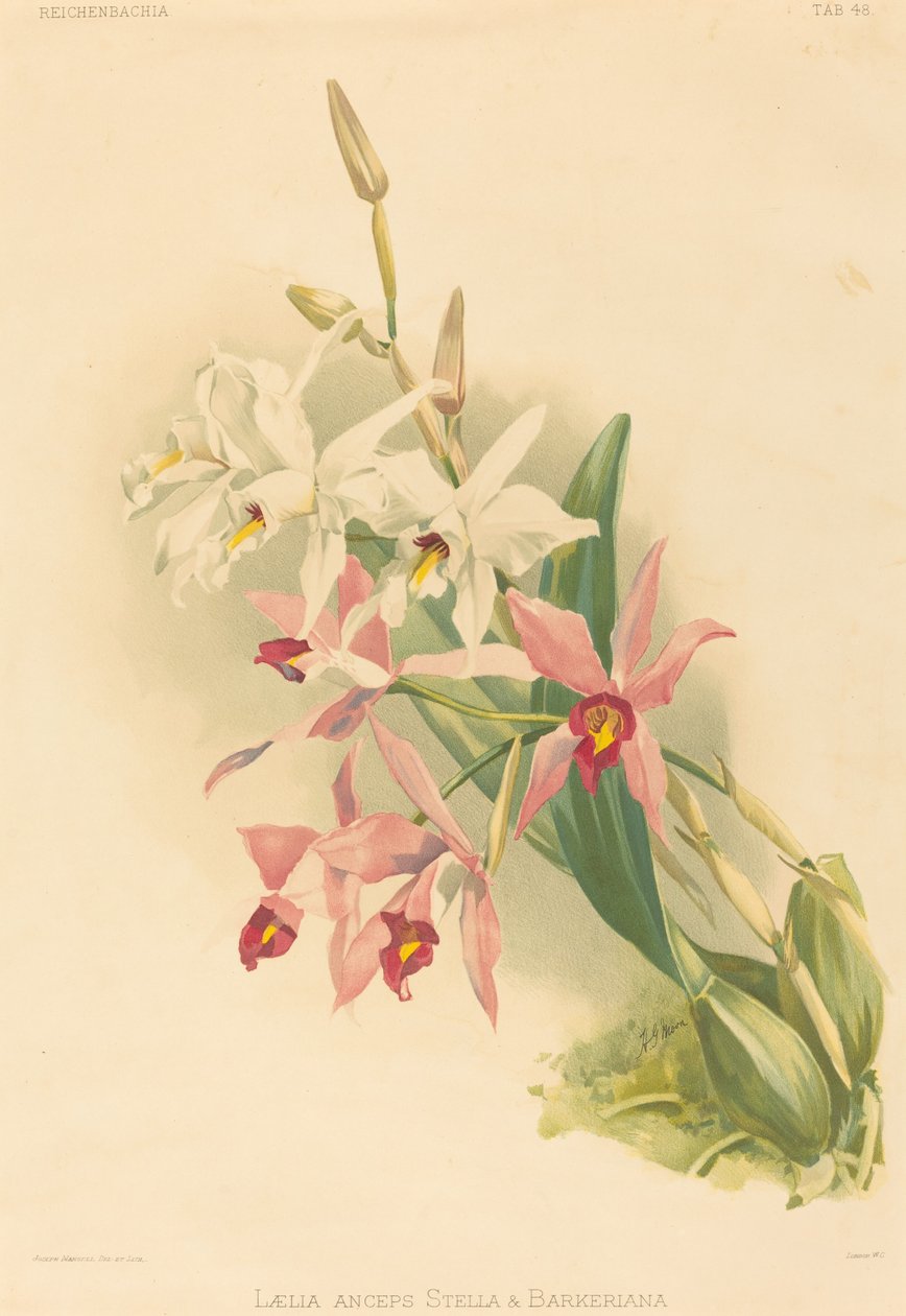 Laelia Anceps Stella ve Barkeriana. by Joseph Mansell