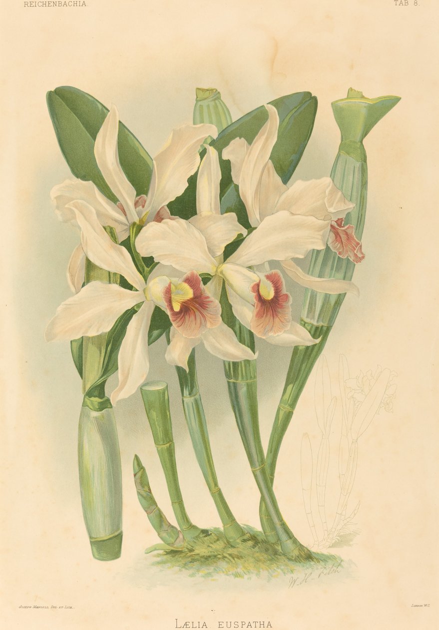 Laelia Euspatha. by Joseph Mansell