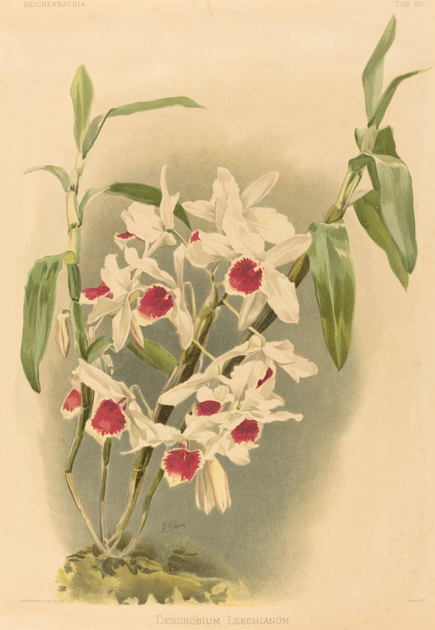 dendrobium sülük by Joseph Mansell after Henry George Moon