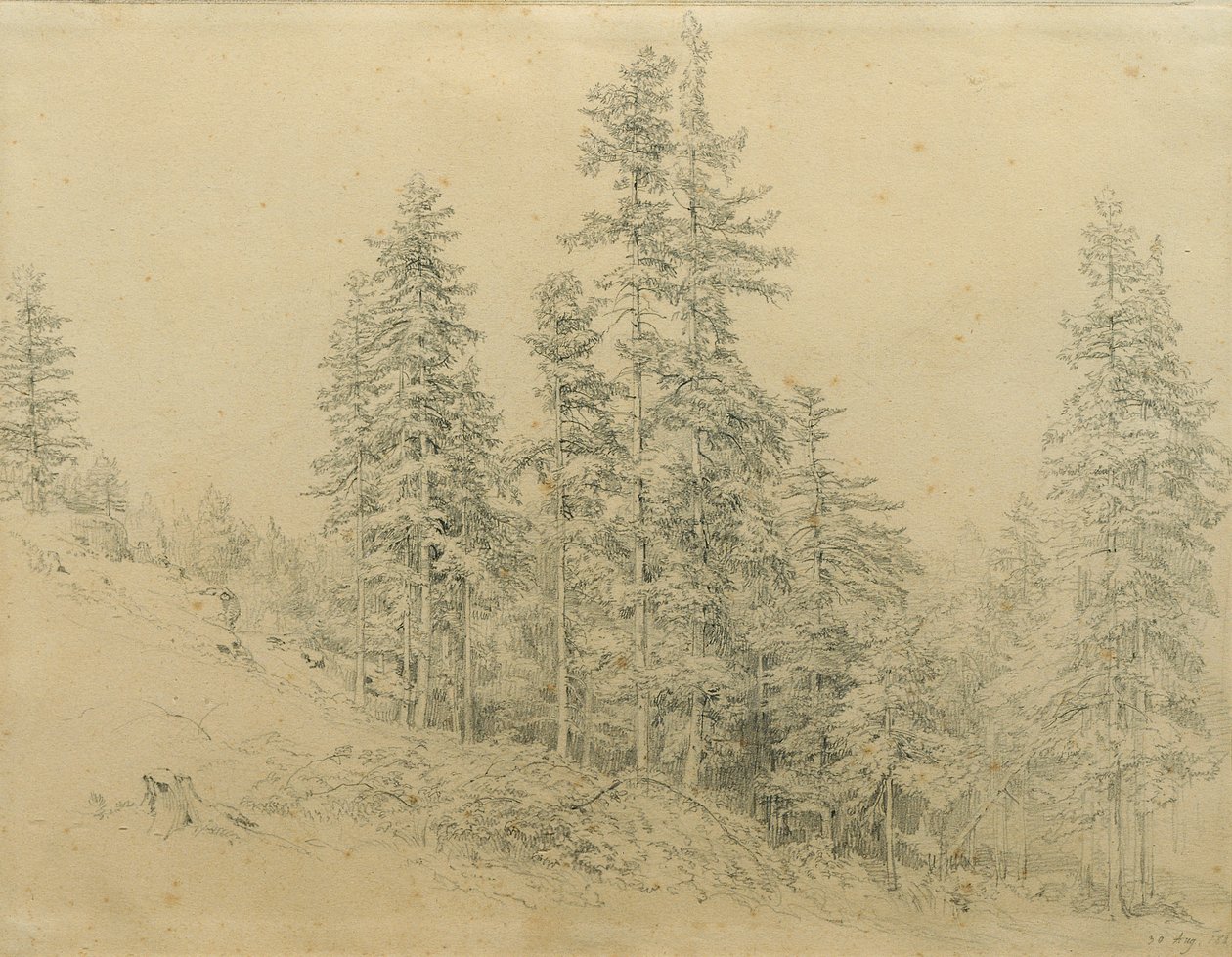 asil diş by Joseph Martin Höger