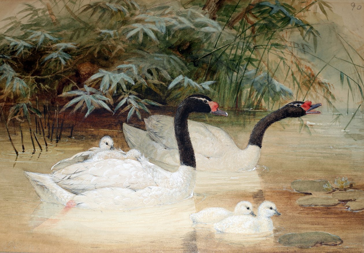 Kara boyunlu kuğu (Cygnus nigricollis), 1852-54 by Joseph Wolf
