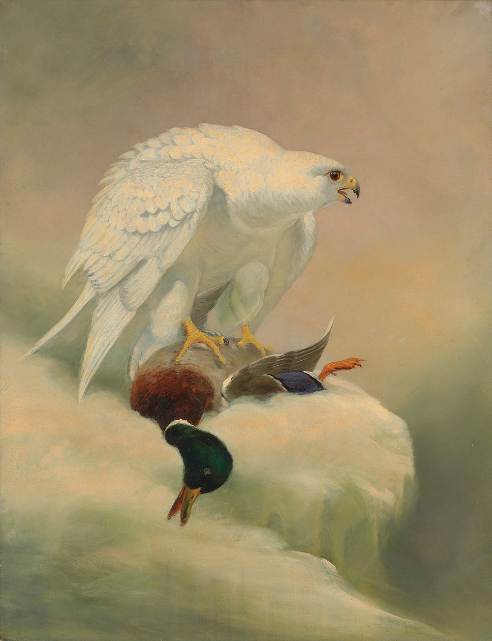 Gyrfalcon ve yaban ördeği by Joseph Wolf