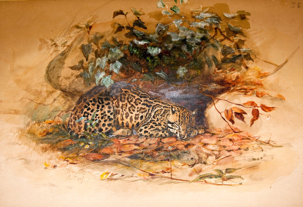 ocelot by Joseph Wolf