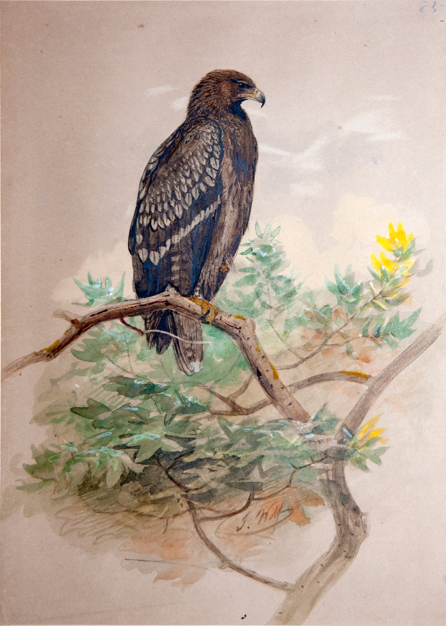 Benekli Kartal (Aquila clanga), 1856-67 by Joseph Wolf