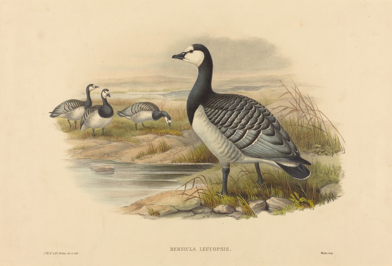 Barnacle Kazı (Bernicla Leucopsis) by Joseph Wolf and H.C. Richter