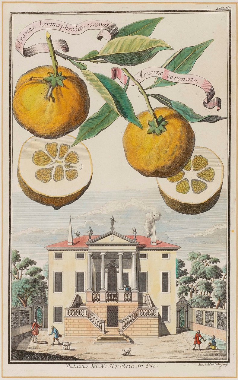 Taçlı Hermafrodit Aranzo. by Joseph de Montalegre