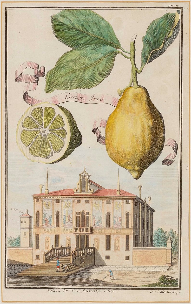 Limon Ama. by Joseph de Montalegre