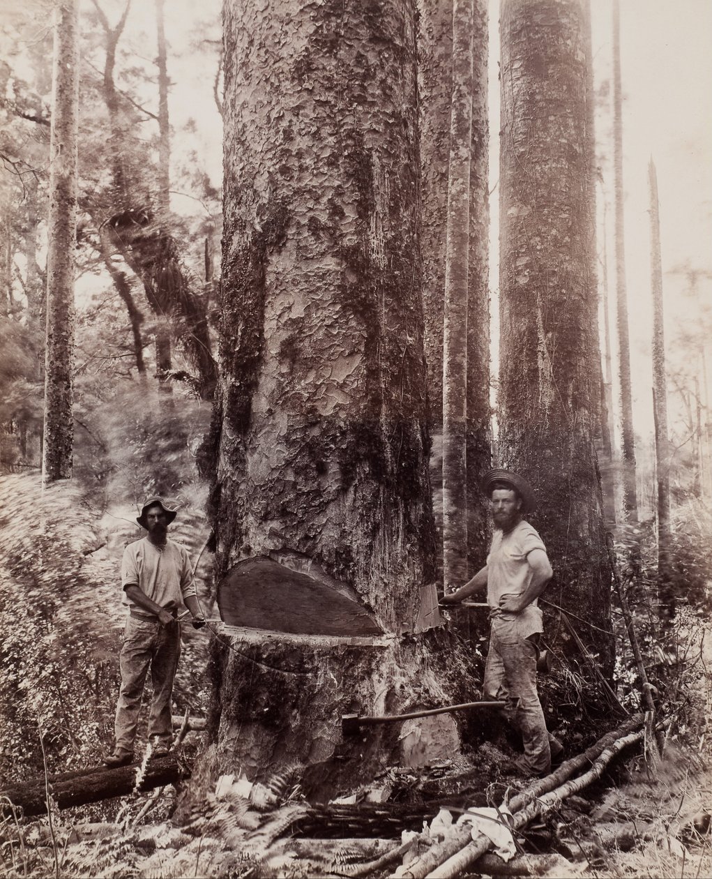 (Kauri