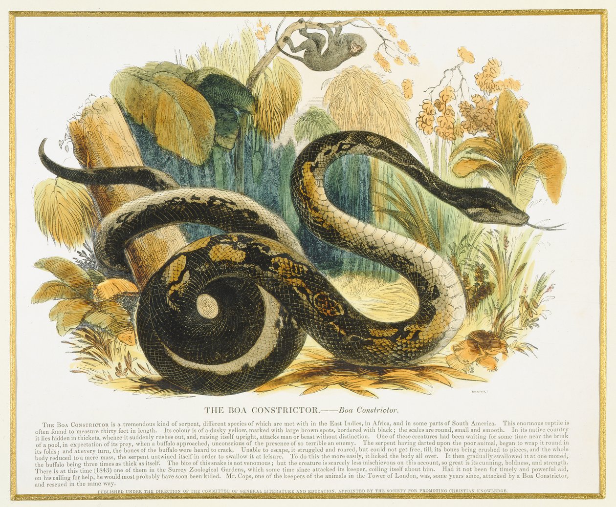 Boa Yılanı, eğitici illüstrasyon barı. Hıristiyan Bilgisini Teşvik Derneği tarafından, 1843 (aquatint) by Josiah Wood Whymper
