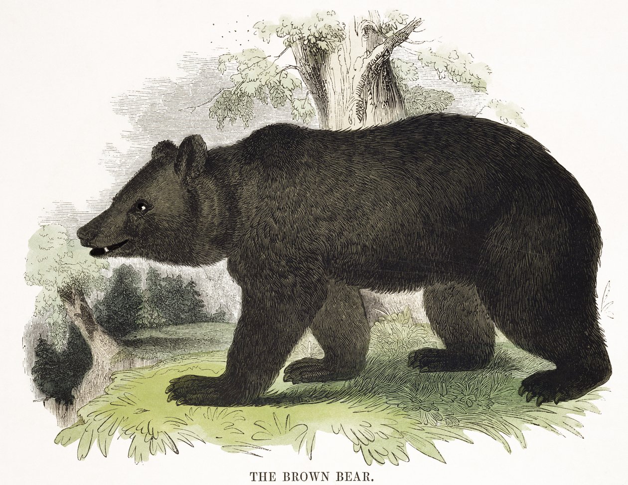 Boz Ayı, eğitici illüstrasyon barı. Hıristiyan Bilgisini Teşvik Derneği tarafından, 1843 (aquatint) by Josiah Wood Whymper