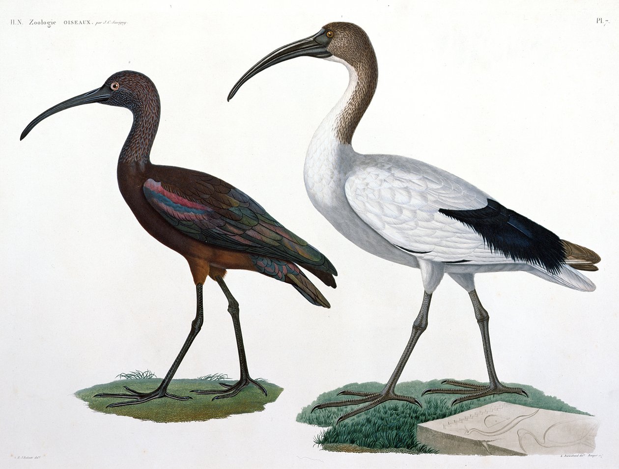 Ibises, from 