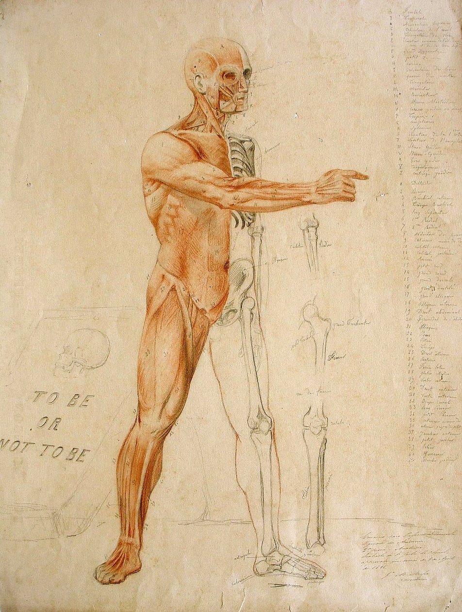 anatomik çizim by Jules Le Chevrel