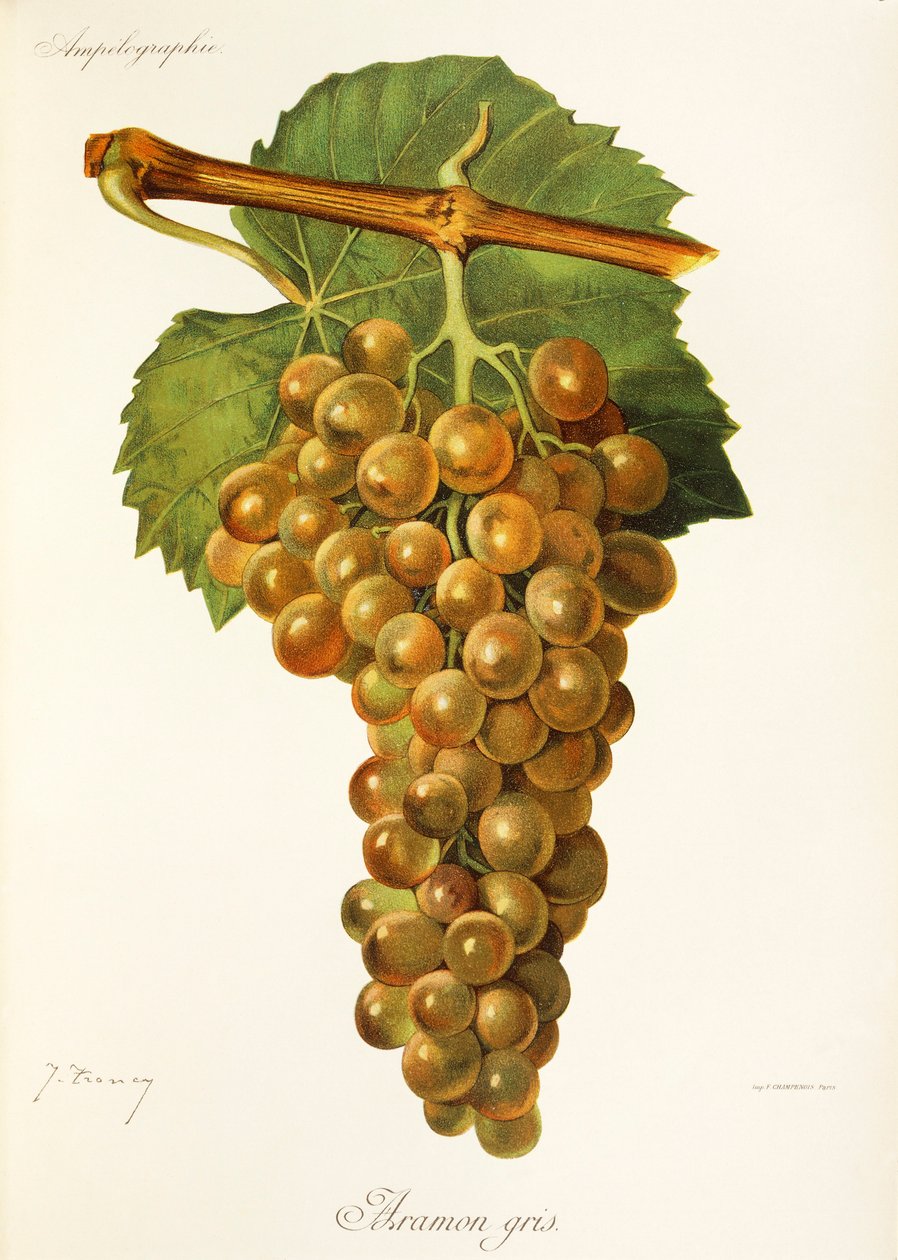 Aramon Gris üzümü, J. Troncy by Jules Troncy