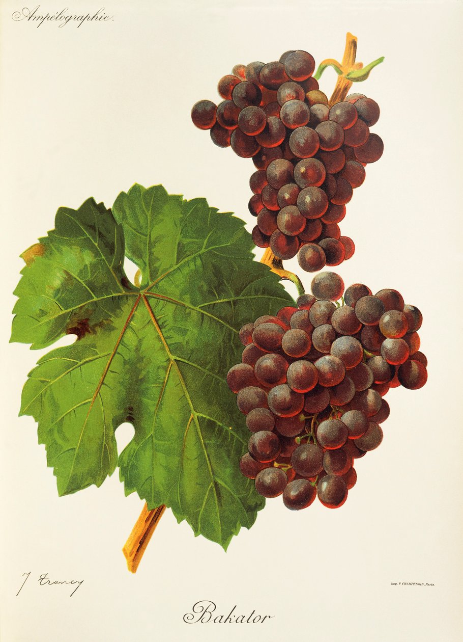 Bakator üzümü, J. Troncy by Jules Troncy