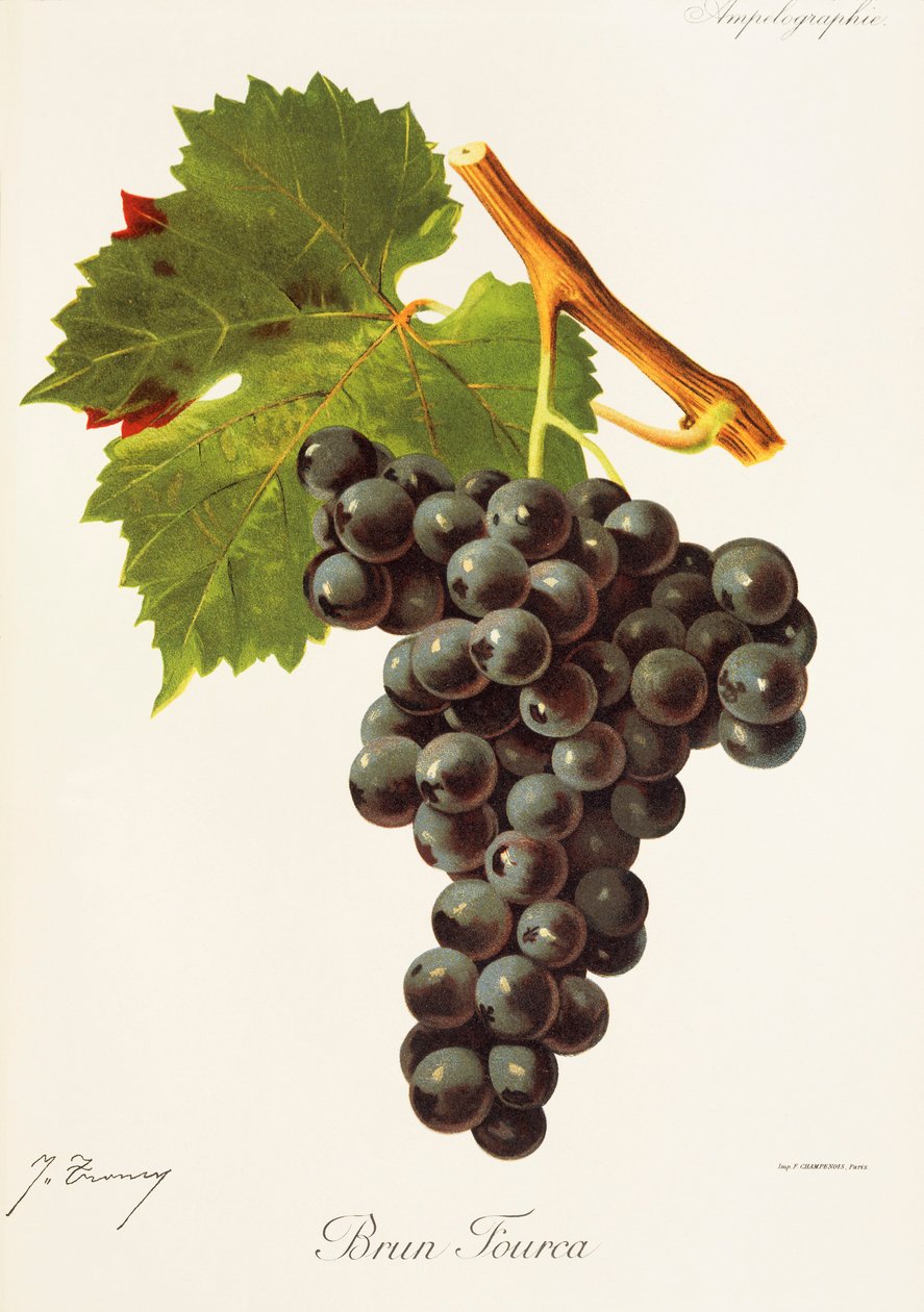 Brun Fourca üzümü, J. Troncy by Jules Troncy