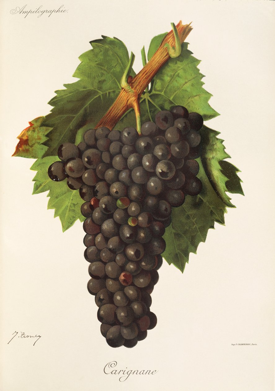 J. Troncy tarafından Carignane üzümü by Jules Troncy
