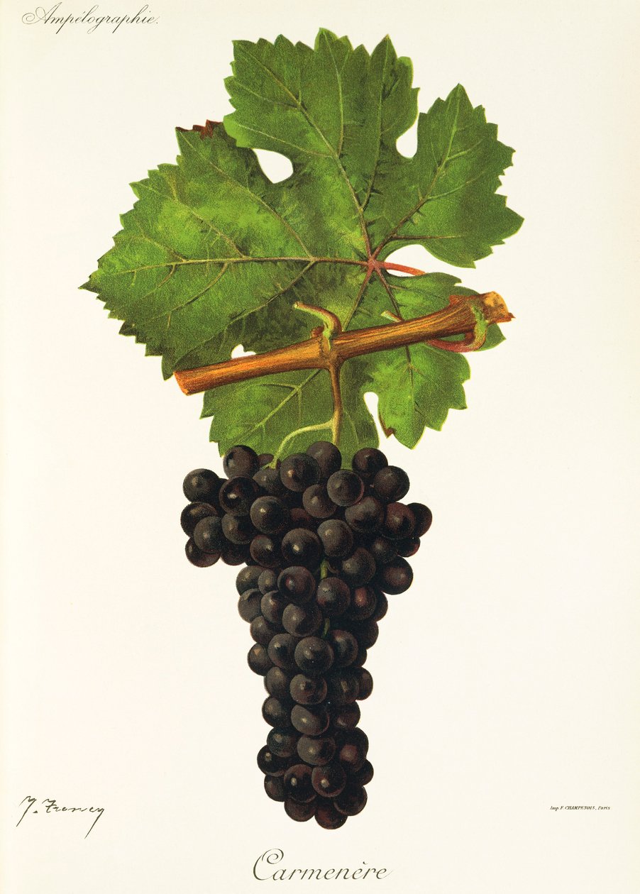 Carmenere üzümü, J. Troncy by Jules Troncy