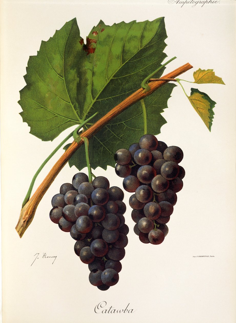Catawba üzümü, J. Troncy by Jules Troncy