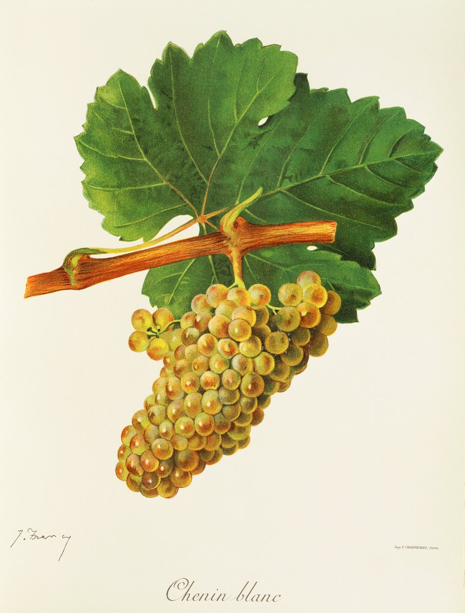 Chenin Blanc üzümü, J. Troncy by Jules Troncy