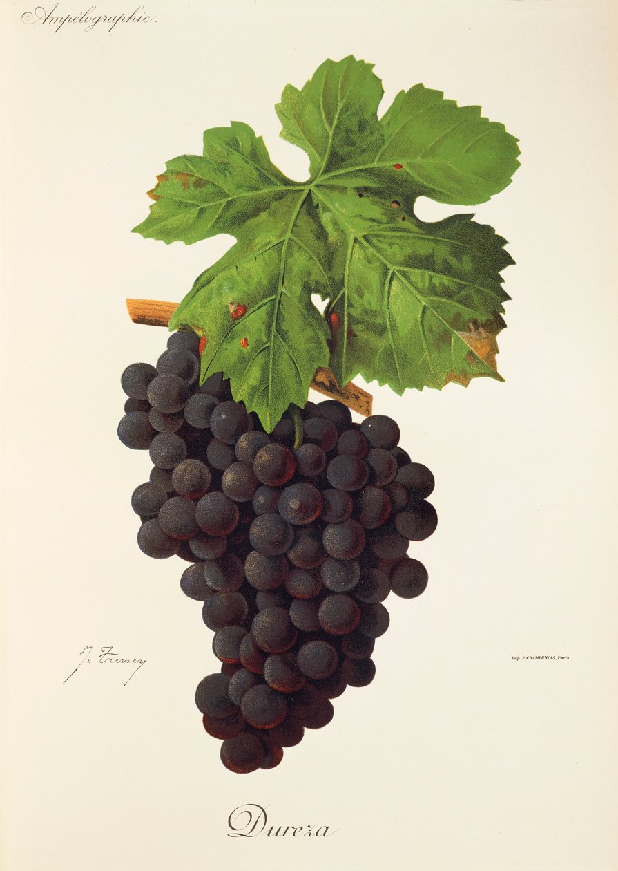 Dureza üzümü, J. Troncy by Jules Troncy