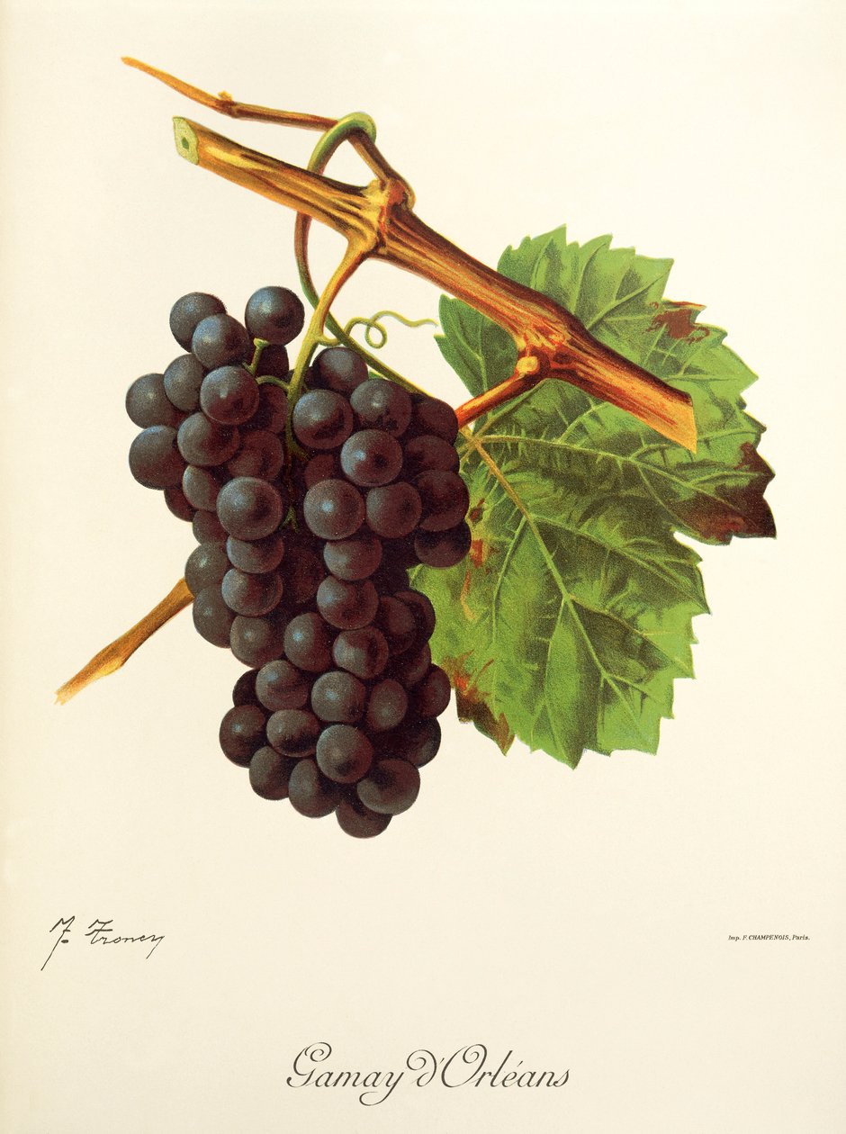 Gamay d
