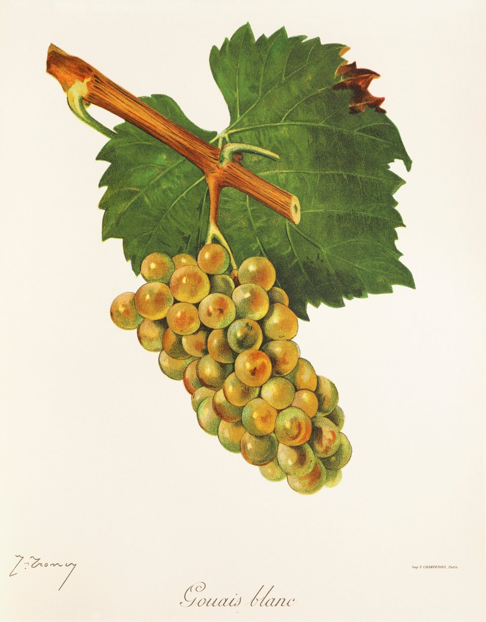 Gouais Blanc üzümü, J. Troncy by Jules Troncy