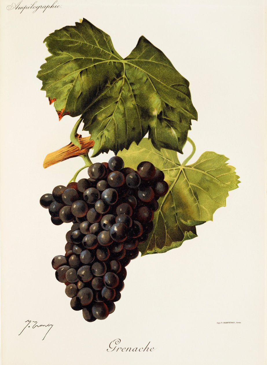 Grenache üzümü, J. Troncy by Jules Troncy