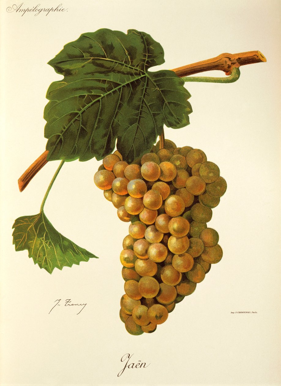 J. Troncy tarafından Jaen üzümü by Jules Troncy