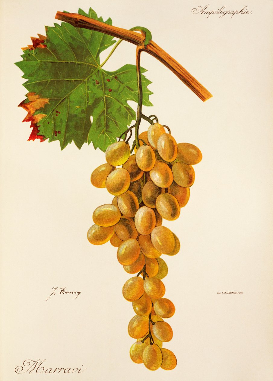 Marravi üzümü, J. Troncy by Jules Troncy