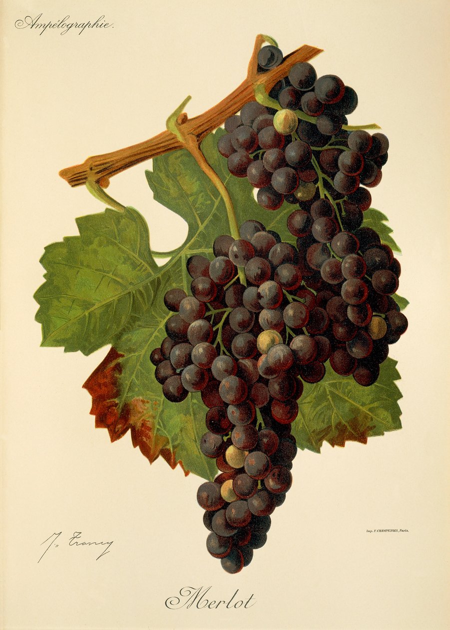 Merlot üzümü, J. Troncy by Jules Troncy