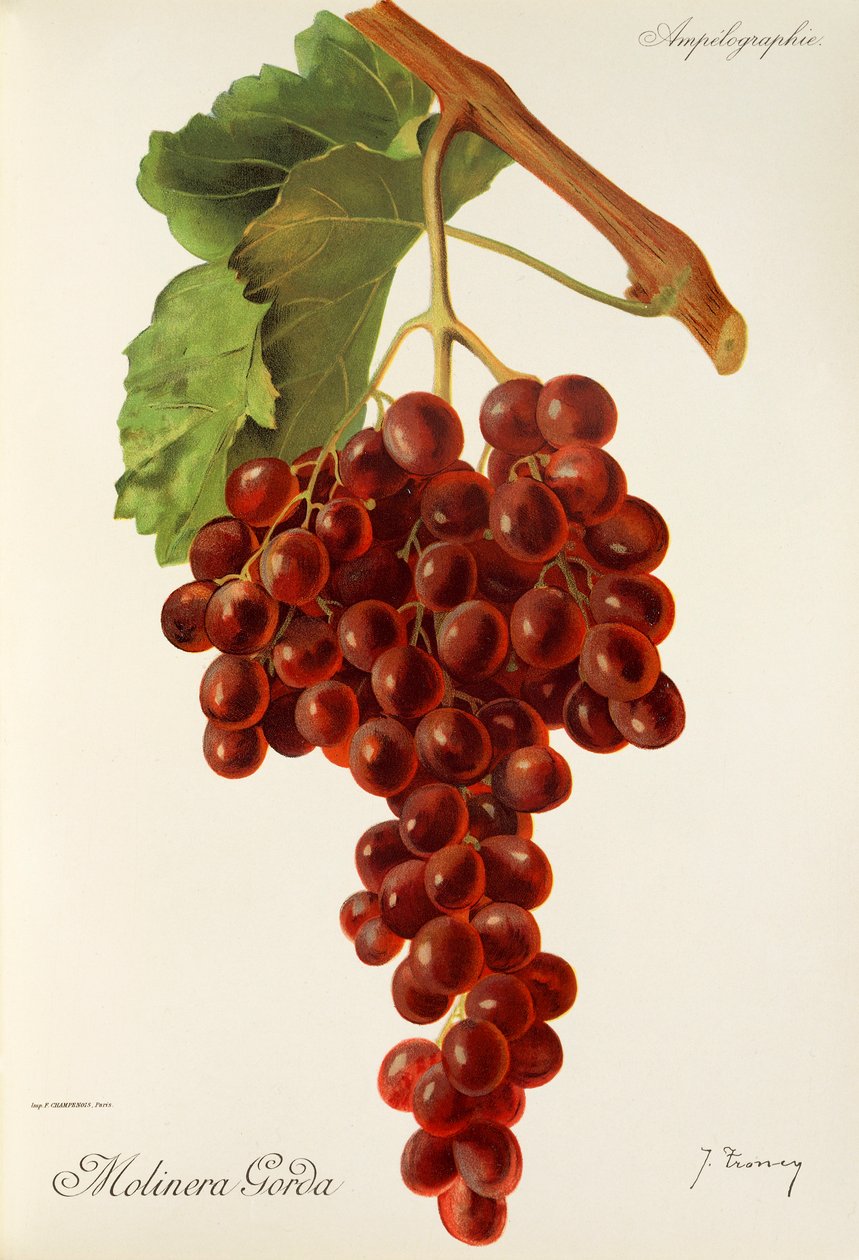 Molinera Gorda üzümü, J. Troncy by Jules Troncy