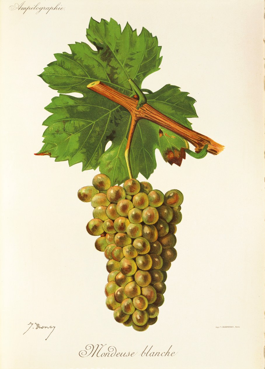 Mondeuse Blanche üzümü, J. Troncy by Jules Troncy