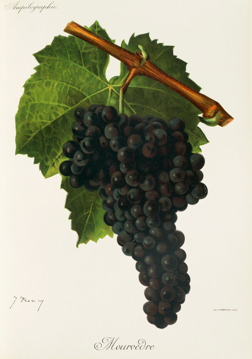 Mourvedre üzümü, J. Troncy by Jules Troncy