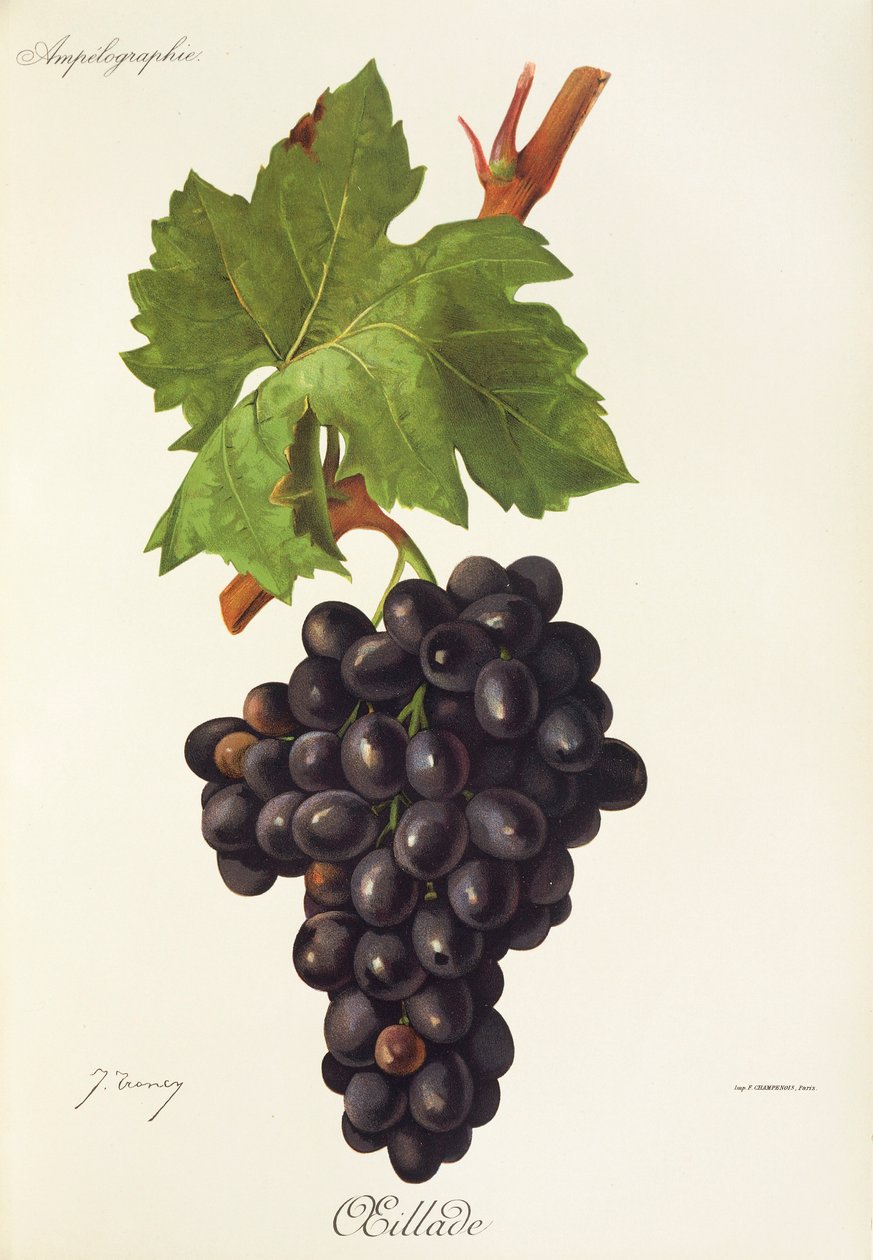 Oeillade üzümü, J. Troncy by Jules Troncy
