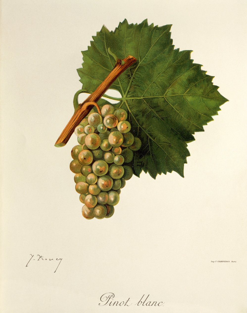 Pinot Blanc üzümü, J. Troncy by Jules Troncy