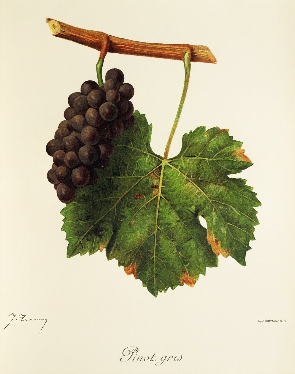 Pinot Gris üzümü, J. Troncy by Jules Troncy