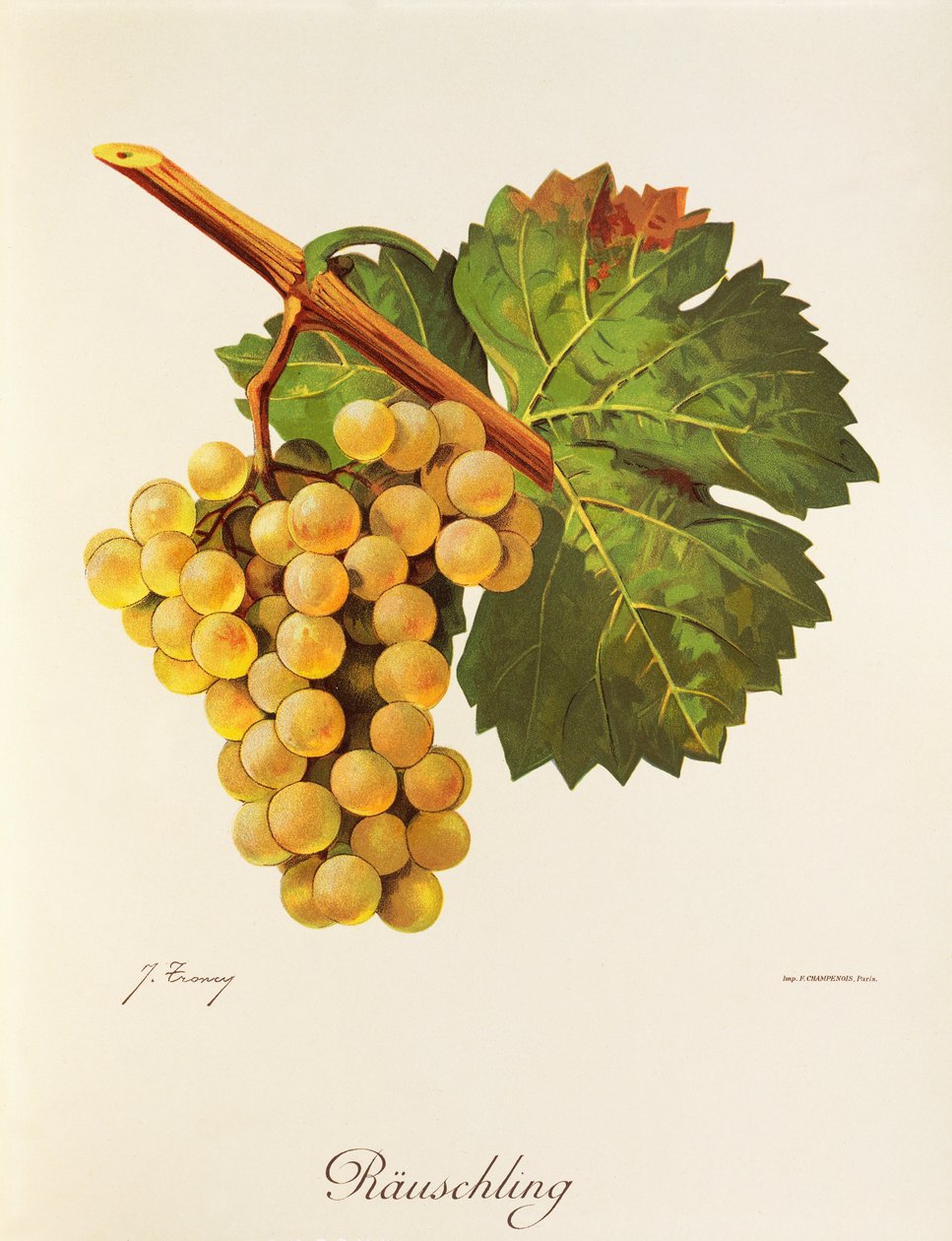 Rauschling üzümü, J. Troncy by Jules Troncy