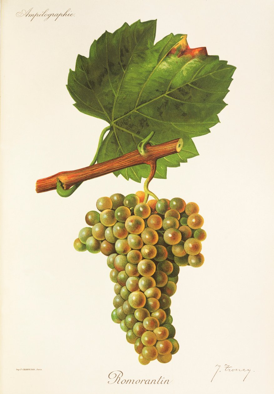 J. Troncy tarafından Romorantin üzümü by Jules Troncy