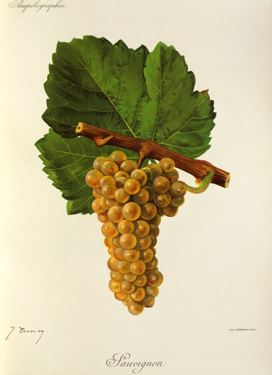 Sauvignon üzümü, J. Troncy by Jules Troncy