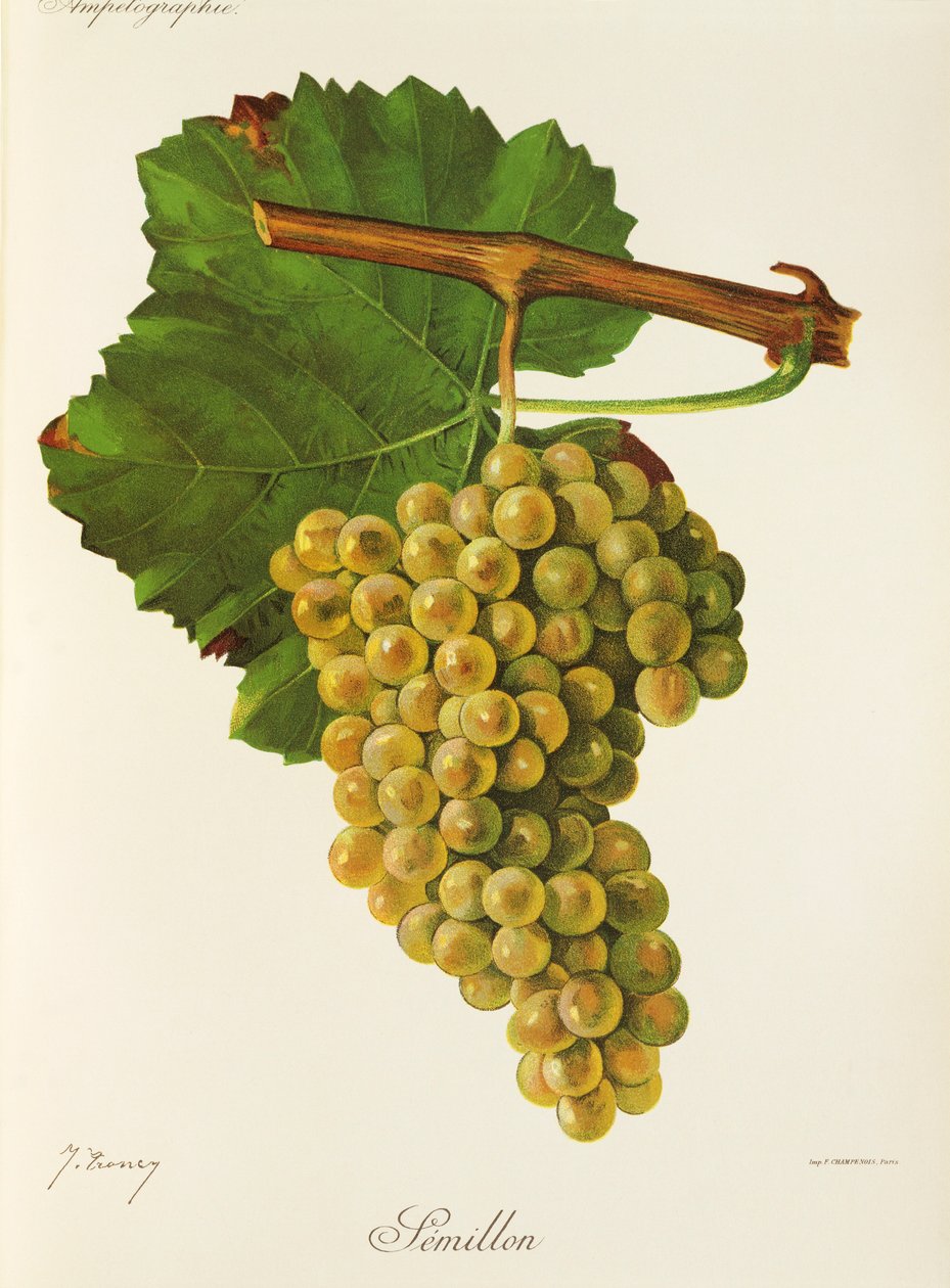 J. Troncy tarafından Semillon üzümü by Jules Troncy