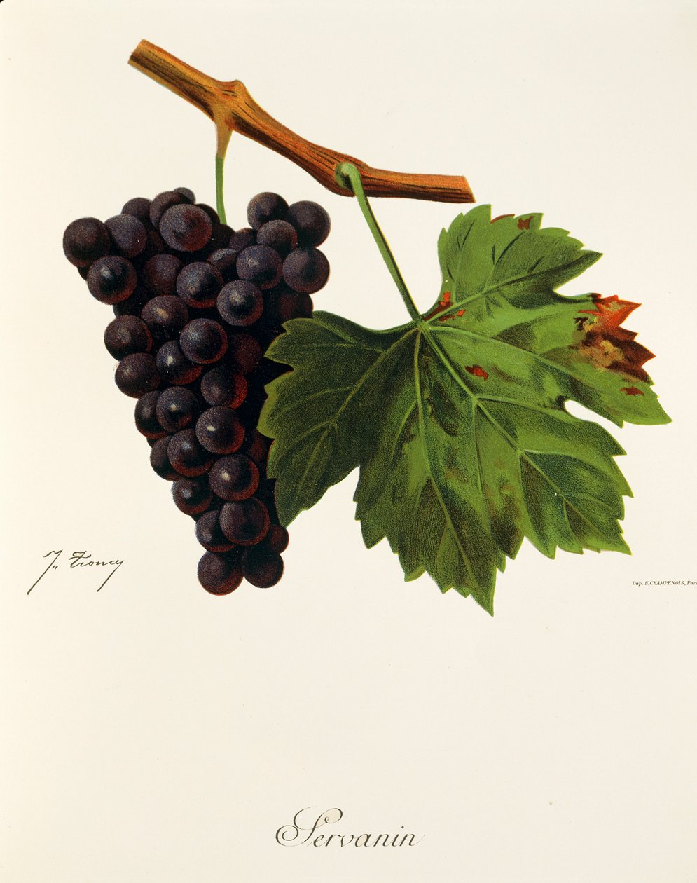 Servanin üzümü, J. Troncy by Jules Troncy