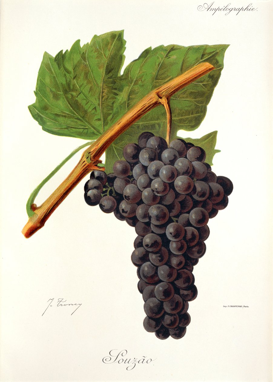 Souzao üzümü, J. Troncy by Jules Troncy