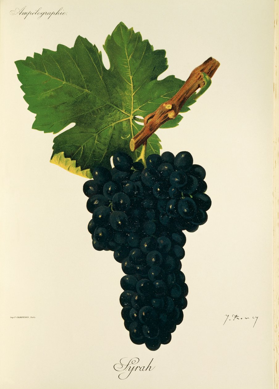 Syrah üzümü, J. Troncy by Jules Troncy