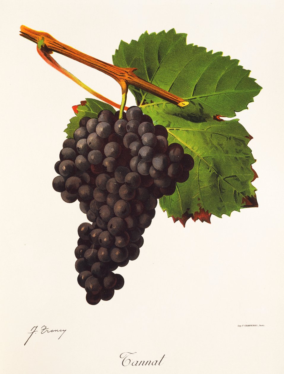 Tannat üzümü, J. Troncy by Jules Troncy