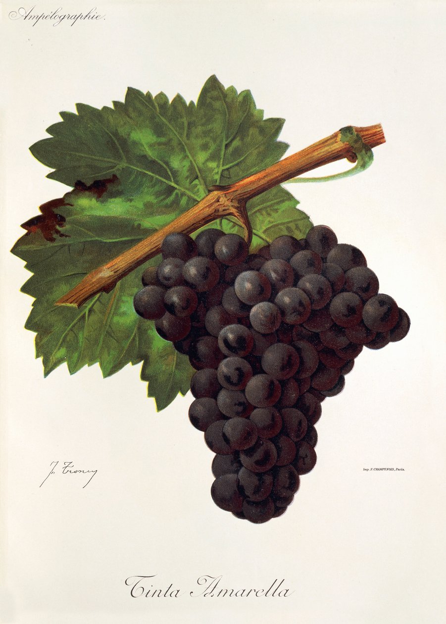J. Troncy tarafından kırmızı sarı üzüm by Jules Troncy