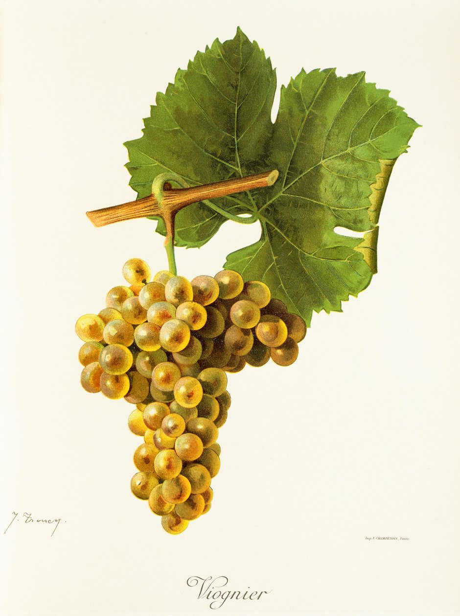 Viognier üzümü, J. Troncy by Jules Troncy