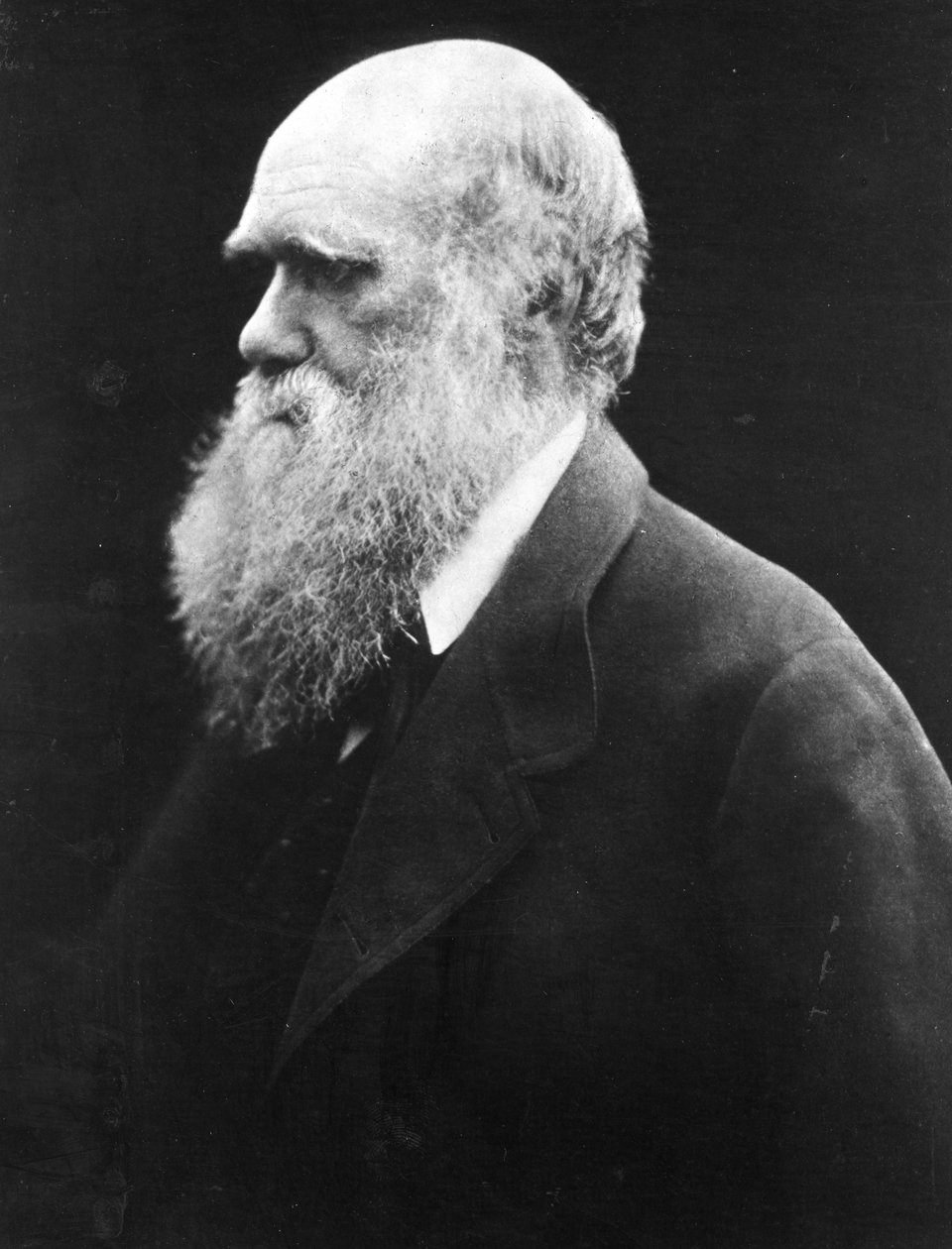 Charles Darwin, c.1870 by Julia Margaret Cameron