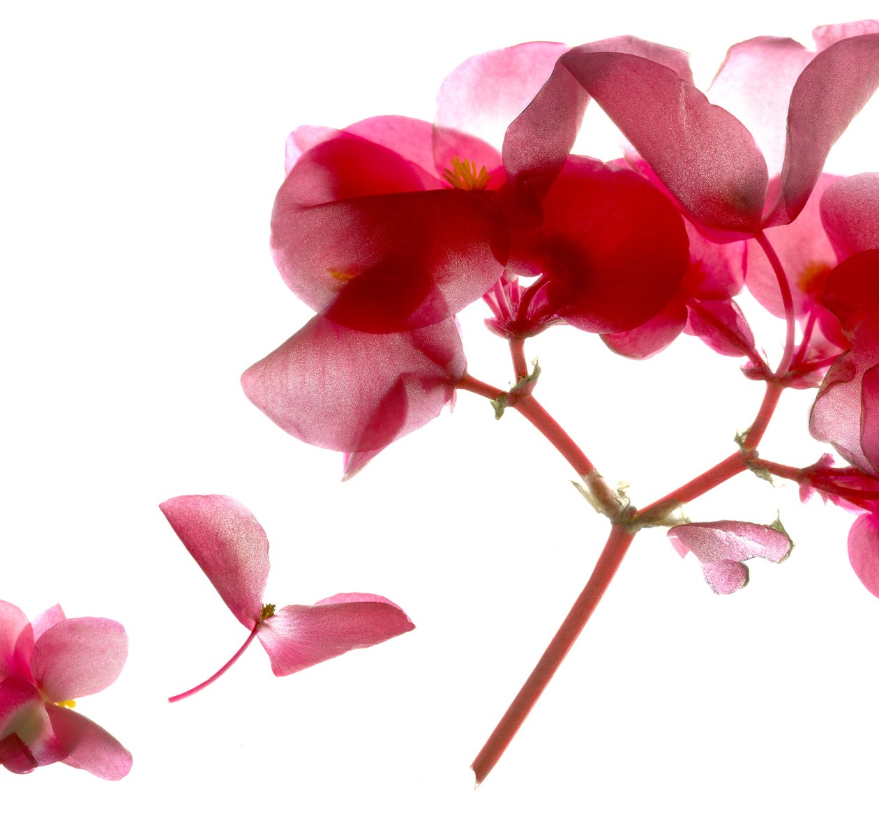 Begonia Pink VII (dijital fotogram, dijital orijinal baskı) by Julia McLemore
