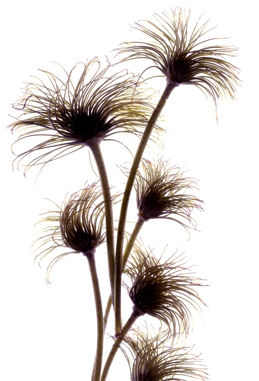 Clematis Buds, 2010, (dijital fotogram, dijital orijinal baskı) by Julia McLemore